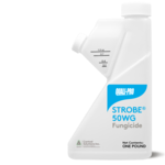 Bottle of Strobe 50WG fungicide.